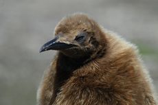 Königspinguin (46 von 84).jpg